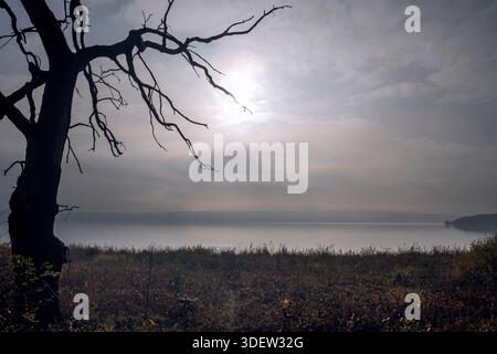 Dead tree in front of a lake in the fog Stock Photo