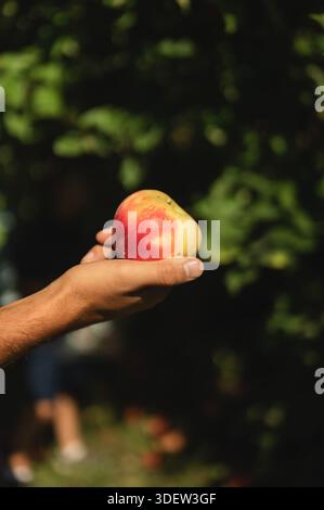 Hand holding red-yellow apple in orchard with copy spac Stock Photo