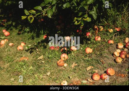 Rotten apples scattered on grass beneath orchard trees Stock Photo