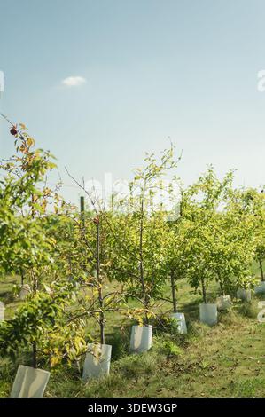 Young apple trees lined up in orchard under blue sky with copy space Stock Photo