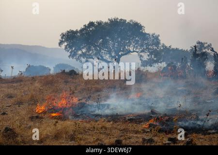 Smoke and fire in the meadow from a forest fire Stock Photo