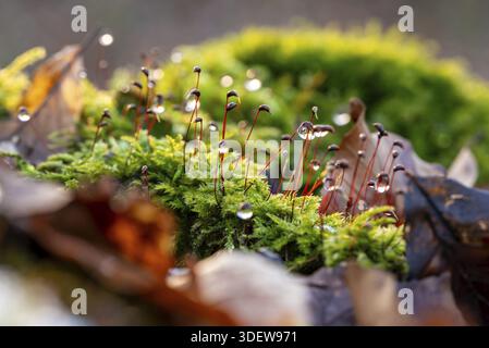 Macro photograph of deciduous moss (Bryophyta) with sporophytes, wetted with water droplets glistening in the light, on the ground of a forest in wint Stock Photo