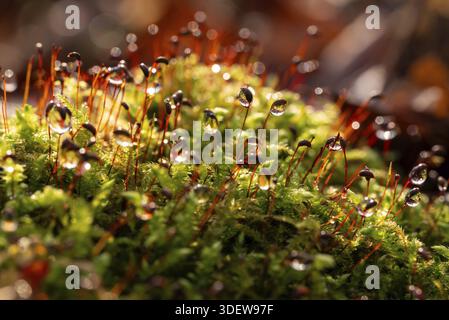 Macro photograph of deciduous moss (Bryophyta) with sporophytes, wetted with water droplets glistening in the light, on the ground of a forest, German Stock Photo