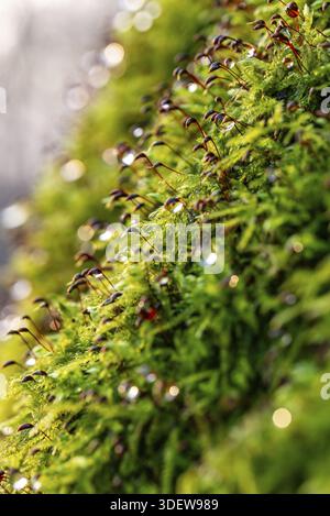 Macro photograph of deciduous moss (Bryophyta) with sporophytes, wetted with water droplets glistening in the light, on the ground of a forest in wint Stock Photo