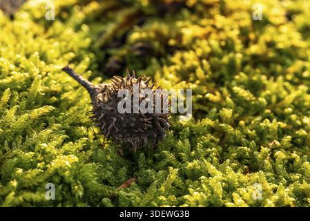 Macro photograph of the empty fruit cup or seed capsule of beechnuts of a copper beech (Fagus sylvatica) on green moss in the forest, Germany Stock Photo
