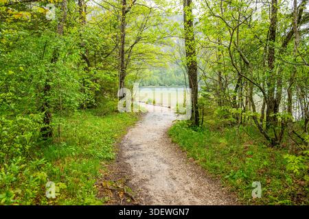 Walking trail going through the forest in spring on a cloudy day, Bavaria, Germany Stock Photo
