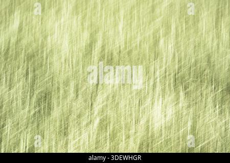 Meadow, blades of grass moving in the wind, long exposure, Krefeld, North Rhine-Westphalia, Germany Stock Photo