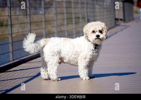 This is a Cavachon dog. It's a mix between a Cavalier King Charles Spaniel and a Bichon Frise. Stock Photo