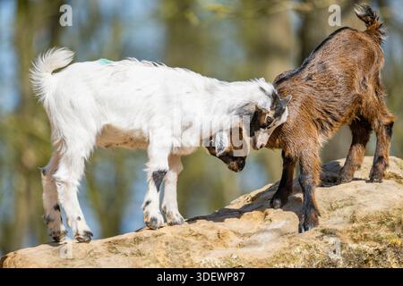 Domestic goats (Capra hircus) playing on a rock, Bavaria, Germany, Europe Stock Photo