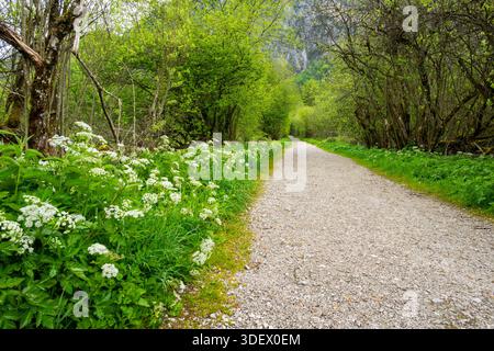 Walking trail going through the forest in spring on a cloudy day, Bavaria, Germany Stock Photo