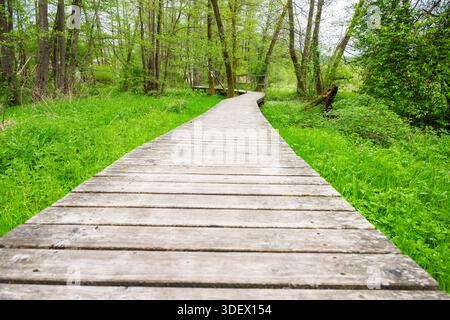 Walking trail going through the forest in spring on a cloudy day, Bavaria, Germany Stock Photo