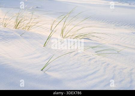 Structures formed by the wind on the beach, individual grasses peek out of the sand, Amrum Island, Schleswig-Holstein Wadden Sea National Park, Germany, Schleswig-Holstein, North Sea coast Stock Photo