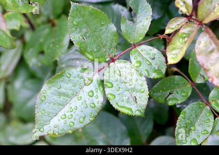 A green leaf with a drop of water. A plant after rain. Stock Photo