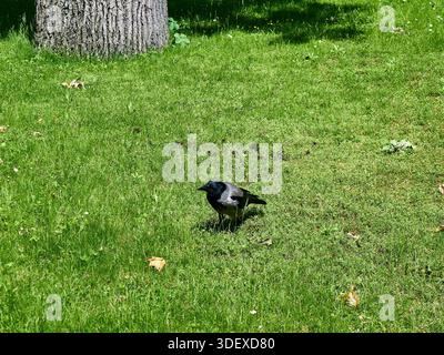 Hooded crow standing on a green grass field near a tree, Corvus cornix, urban wildlife Stock Photo