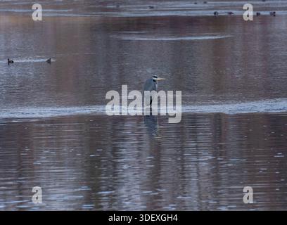 Grey Heron on Thin River Ice, Reflection in Calm Water. Stock Photo