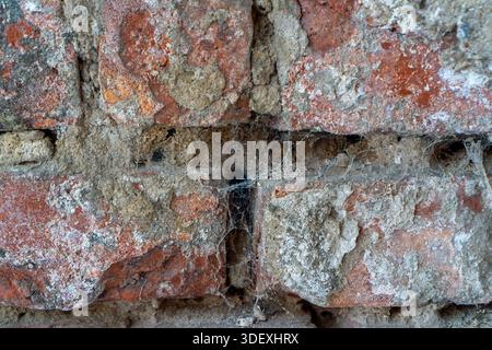 Texture of Old Ruined Brick Wall with Peeling Paint and Mold. Stock Photo