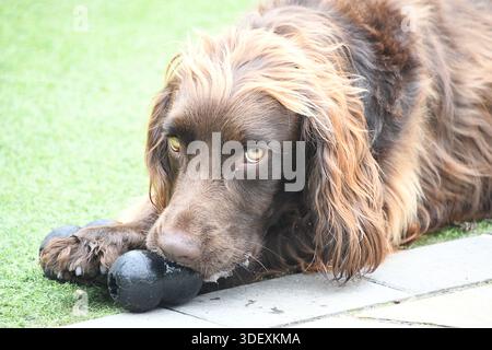 Brown Sprocker Spaniel relaxing outdoors while chewing a rubber dog toy on a garden lawn Stock Photo
