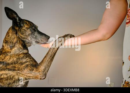 Dog giving paw to human hd isolted on neutral background Stock Photo
