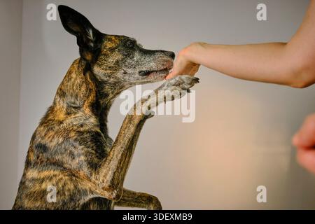 Dog giving paw to human hd isolted on neutral background Stock Photo