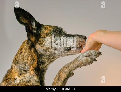 Dog giving paw to human hd isolted on neutral background Stock Photo