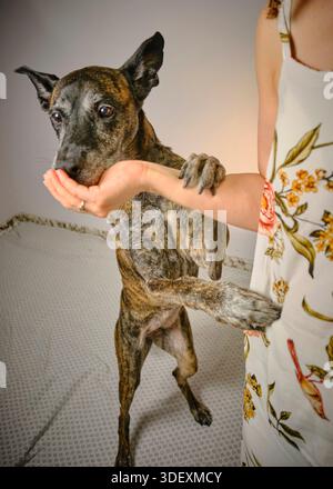 Dog giving paw to human hd isolted on neutral background Stock Photo
