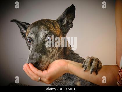 Dog giving paw to human hd isolted on neutral background Stock Photo