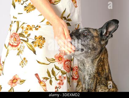 Dog giving paw to human hd isolted on neutral background Stock Photo