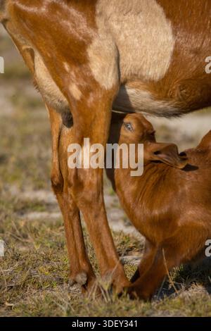 A juvenile goat feeding from the udders of it's mother.  Salary Bay, Western Madagascar. Stock Photo