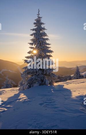 View of a snow-laden pine tree stands tall against the warm glow of the setting sun in the mountains, Velka Fatra, Zilinský kraj, Slovakia. Stock Photo