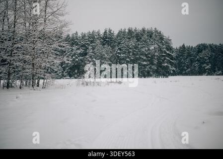 Incredibly magical snow-covered pine trees blanketed in thick white snow Stock Photo