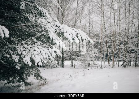 Incredibly magical snow-covered pine trees blanketed in thick white snow Stock Photo