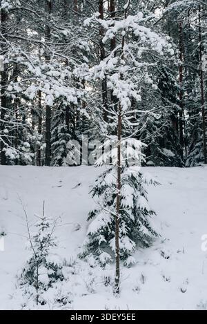 Incredibly magical snow-covered pine trees blanketed in thick white snow Stock Photo