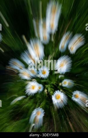 View of a vibrant explosion of white and yellow daisies, blurred into streaks of light against a dark green background, Tver, Tver Oblast, Russia. Stock Photo
