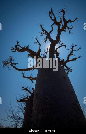 Boabab tree silhouetted against the sun, inland from Andalambezo, Madagascar.  The landscape inland from Andalambezo is part of a dry, unique ecosystem that transitions between spiny and dry deciduous forest. This environment is particularly well-suited for baobabs, which have adapted to store large amounts of water in their thick, swollen trunks to survive the arid conditions. Stock Photo