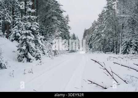 Incredibly magical snow-covered pine trees blanketed in thick white snow Stock Photo
