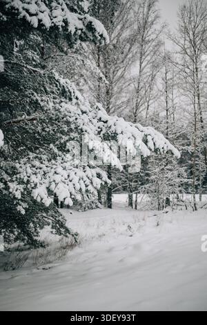 Incredibly magical snow-covered pine trees blanketed in thick white snow Stock Photo