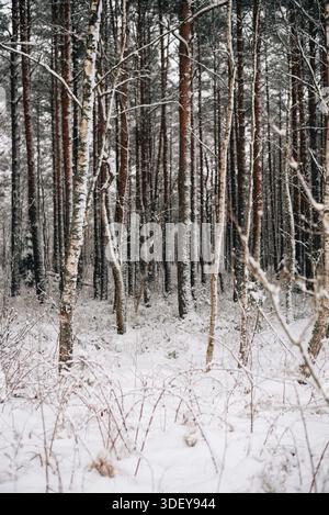Incredibly magical snow-covered pine trees blanketed in thick white snow Stock Photo