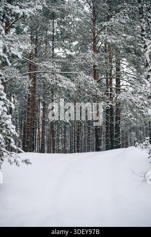 Incredibly magical snow-covered pine trees blanketed in thick white snow Stock Photo