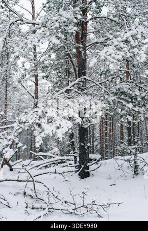 Incredibly magical snow-covered pine trees blanketed in thick white snow Stock Photo