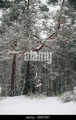 Incredibly magical snow-covered pine trees blanketed in thick white snow Stock Photo