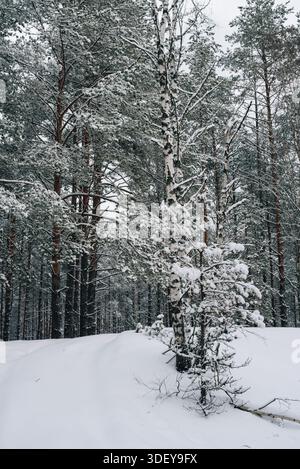Incredibly magical snow-covered pine trees blanketed in thick white snow Stock Photo
