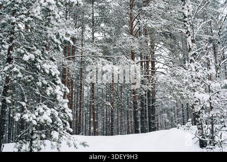 Incredibly magical snow-covered pine trees blanketed in thick white snow Stock Photo