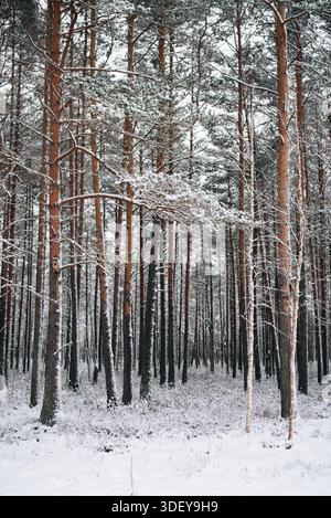 Incredibly magical snow-covered pine trees blanketed in thick white snow Stock Photo
