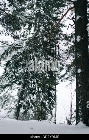 Incredibly magical snow-covered pine trees blanketed in thick white snow Stock Photo