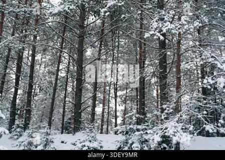 Incredibly magical snow-covered pine trees blanketed in thick white snow Stock Photo