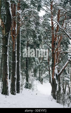Incredibly magical snow-covered pine trees blanketed in thick white snow Stock Photo