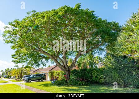 View of a lush, sprawling tree with vibrant green leaves casting shadows on a manicured lawn in a suburban neighborhood, under a clear blue sky, Boca Stock Photo