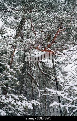 Incredibly magical snow-covered pine trees blanketed in thick white snow Stock Photo