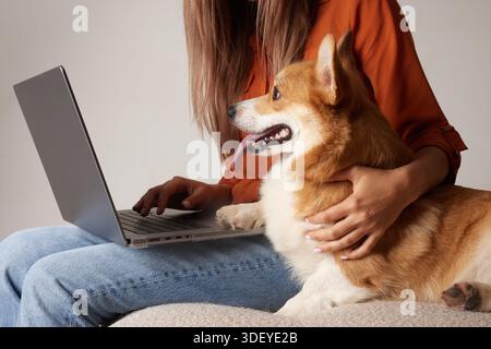 Closeup of woman typing on laptop with corgi beside her showing online purchase home delivery and digital pet service lifestyle Stock Photo