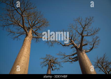 The Avenue of the Baobabs, or Allée des Baobabs, is one of Madagascar's ...